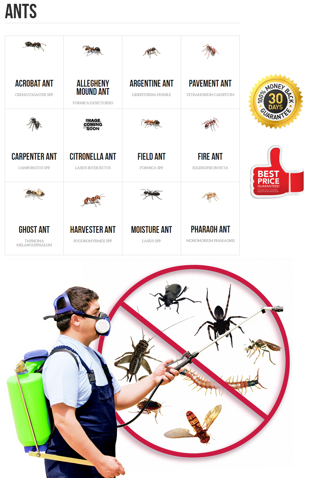 Houston Ant Control - Ants Extermination Houston - Pest-Control-Houston-Common Pests