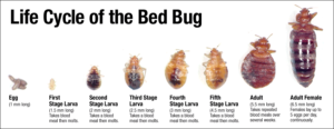 Exterminate Bed Bugs Houston Bed Bugs Control