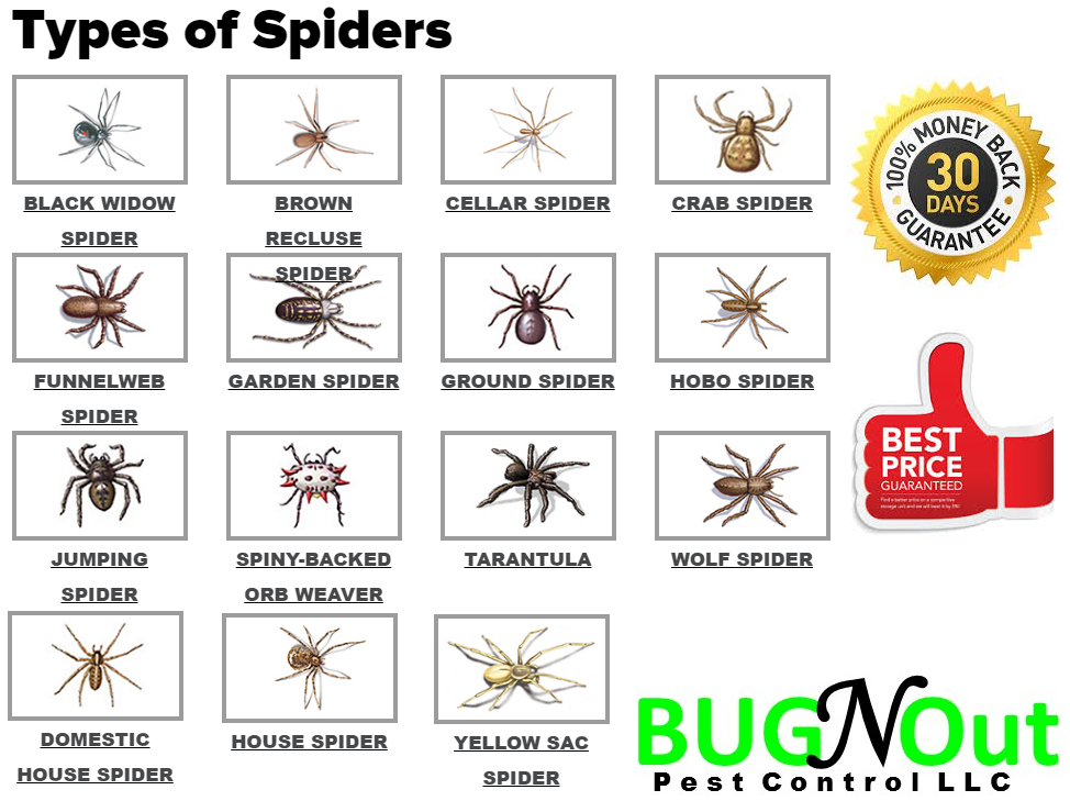 Extermintae Spiders Houston Spider Control HOUSTON SPIDER INFESTATION