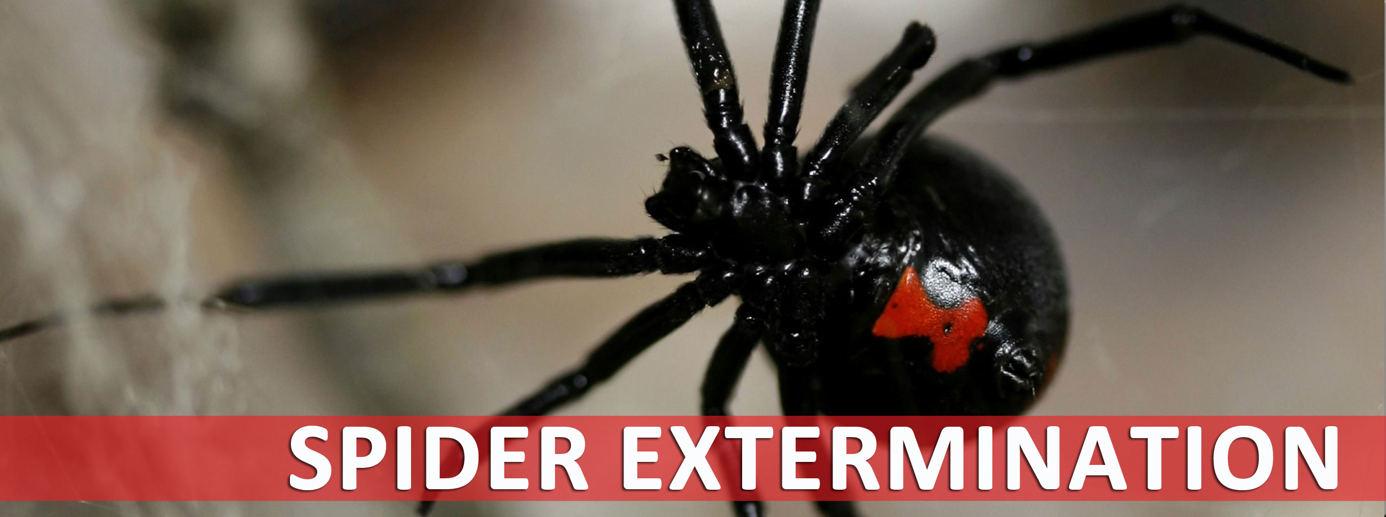 Exterminate Spiders Houston Spider Control