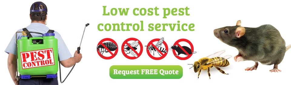 HOUSTON PEST CONTROL - Low Cost Pest Control Houston