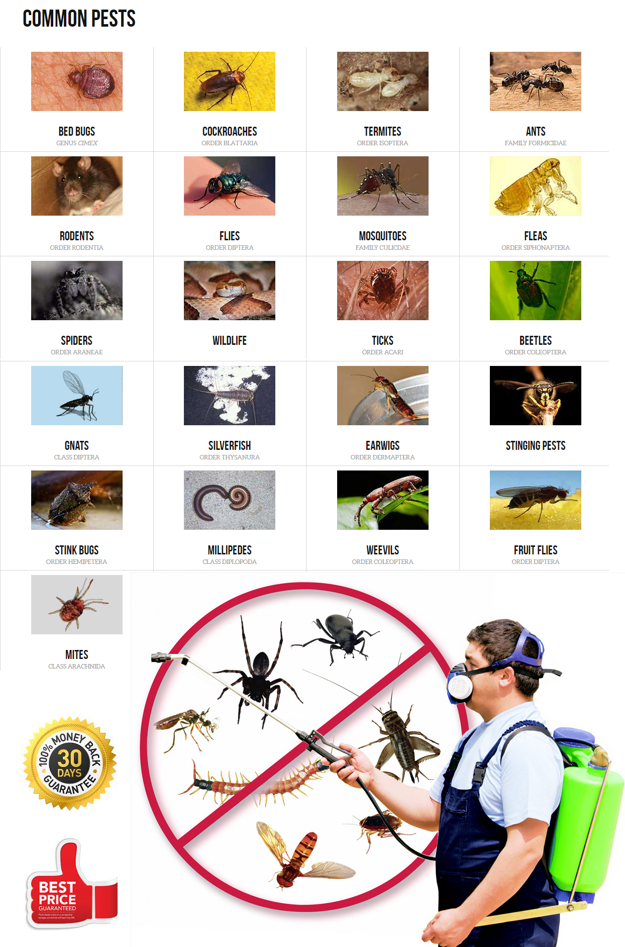 Pest-Control-Houston-Common Pests