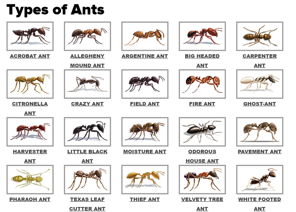 Florida Ant Identification Chart