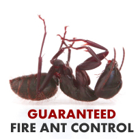 Houston Fire Ant Control