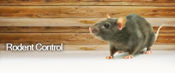 HOUSTON COMMERCIAL RODENT CONTROL