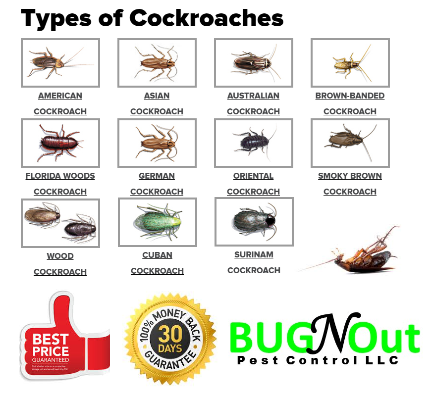 Houston Cockroach Control - Houston Pest Control Bug N Out