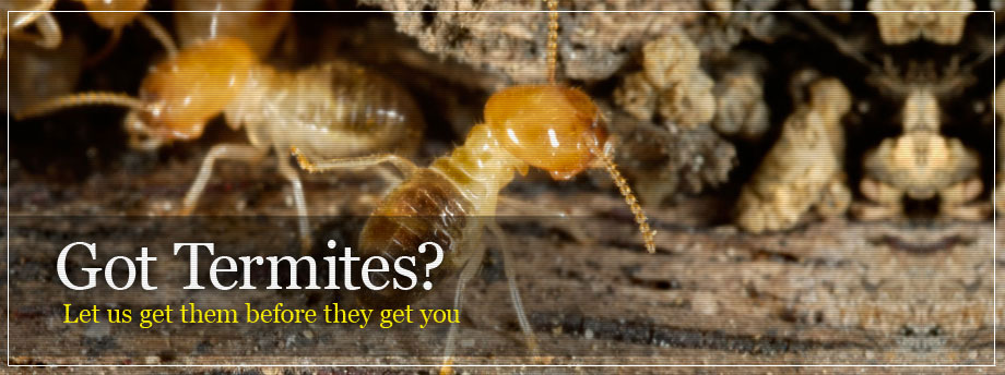 Exterminate Termite Houston Termite Control
