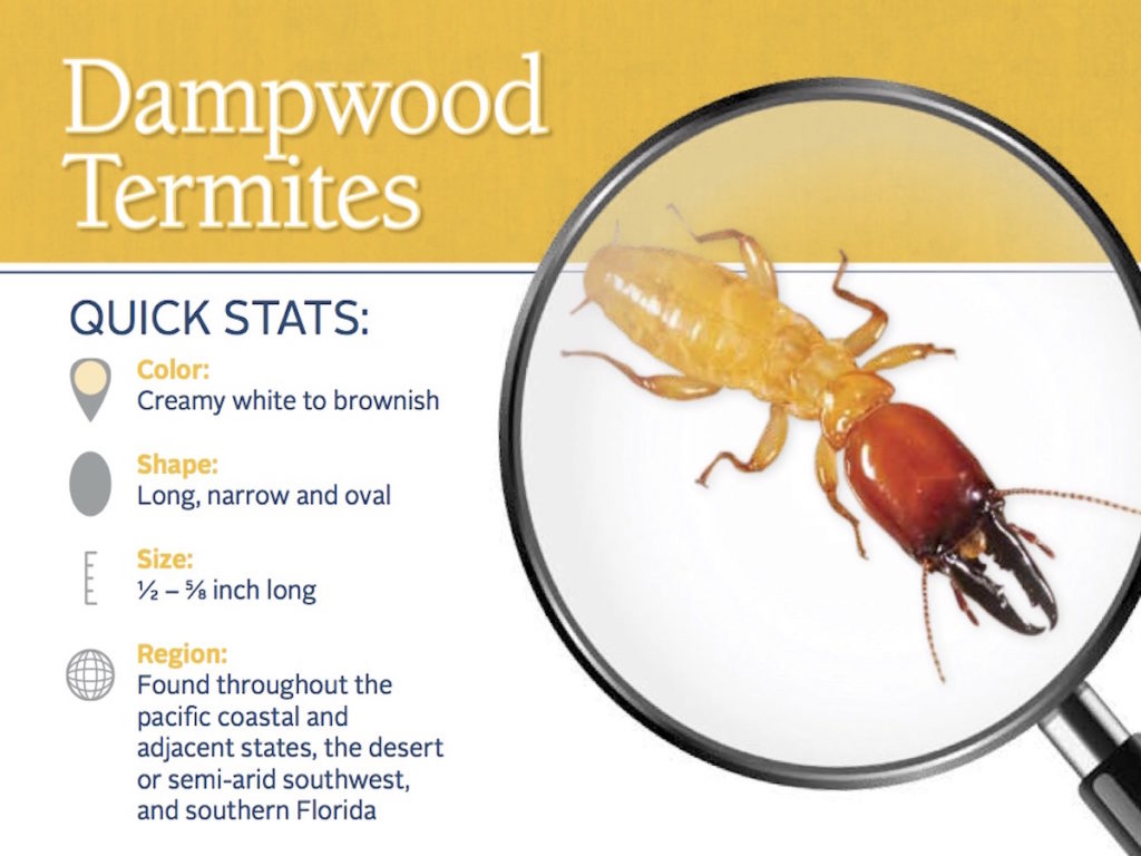 DAMPWOOD This type basically dwells in damp and decaying wood. They require regular contact with water as well as a high humidity level to survive. Dampwood termites are the biggest in size of the three types.